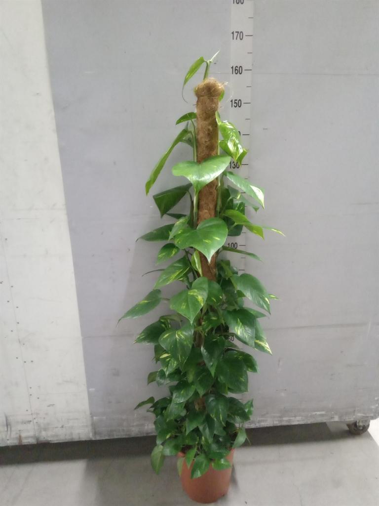 Горшечные цветы и растения оптом Epipremnum Pinn.   ...moss Stick от 1шт из Голландии с доставкой по России