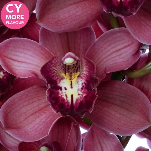 Срезанные цветы оптом Cymbidium red belta от 9шт из Голландии с доставкой по России