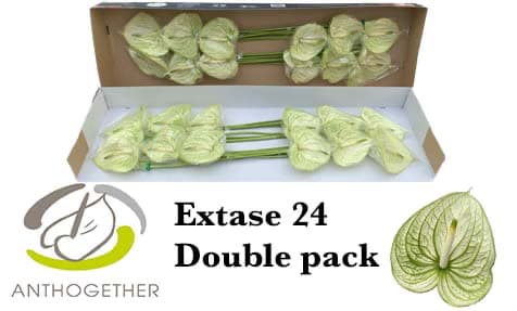 Срезанные цветы оптом Anthurium extase от 24шт. из Голландии с доставкой по России