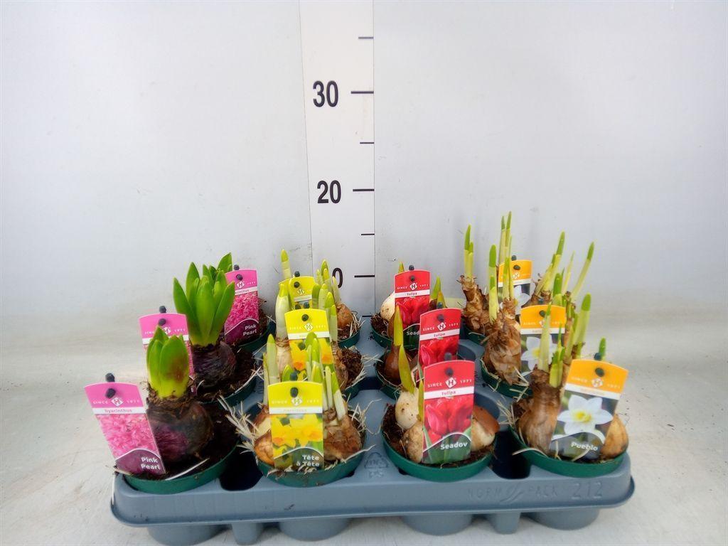 Горшечные цветы и растения оптом Bolbloemen   ...mix от 12шт (для телеги) из Голландии с доставкой по России
