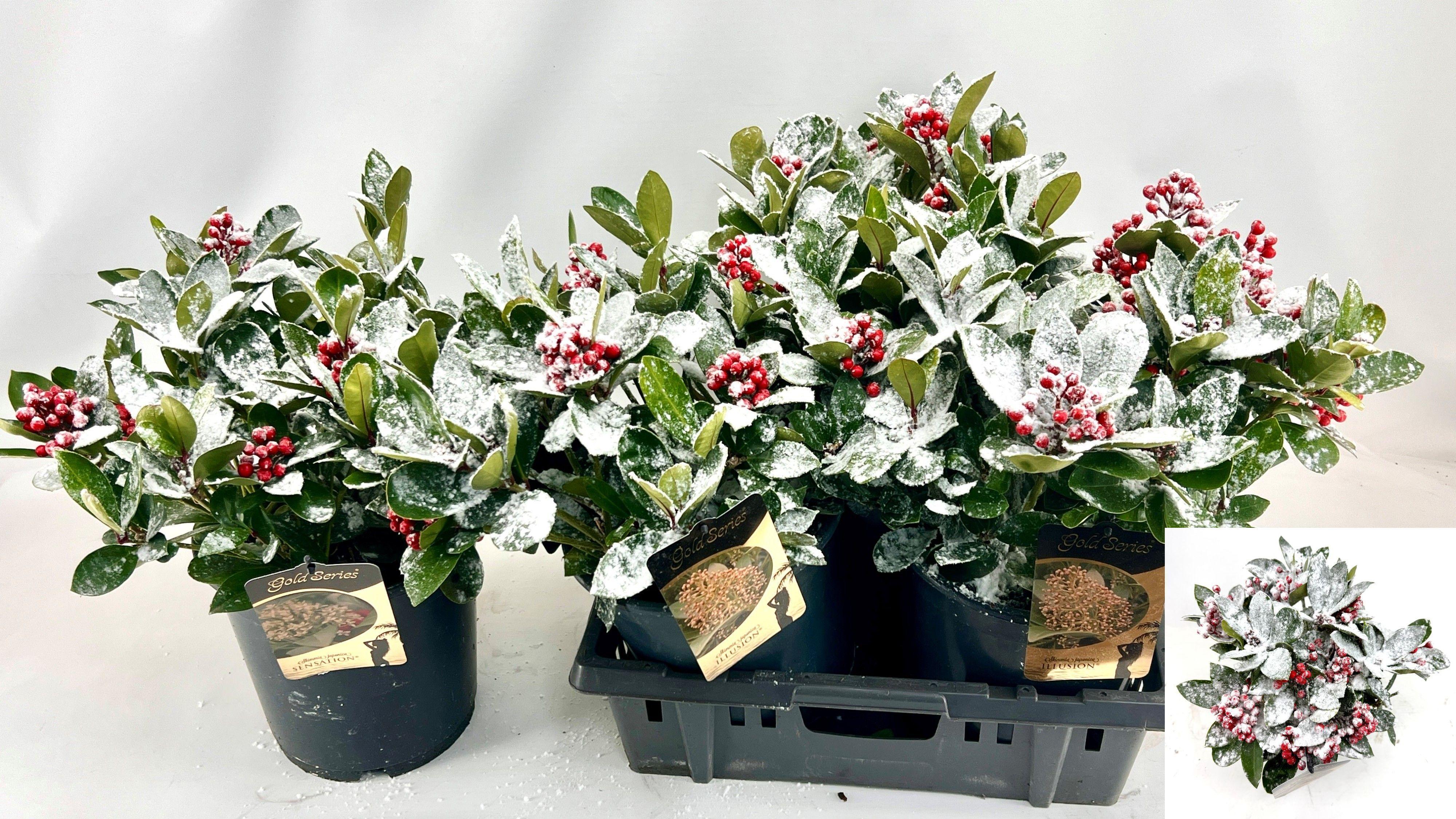 Горшечные цветы и растения оптом Skim J Sensation от 3шт из Голландии с доставкой по России