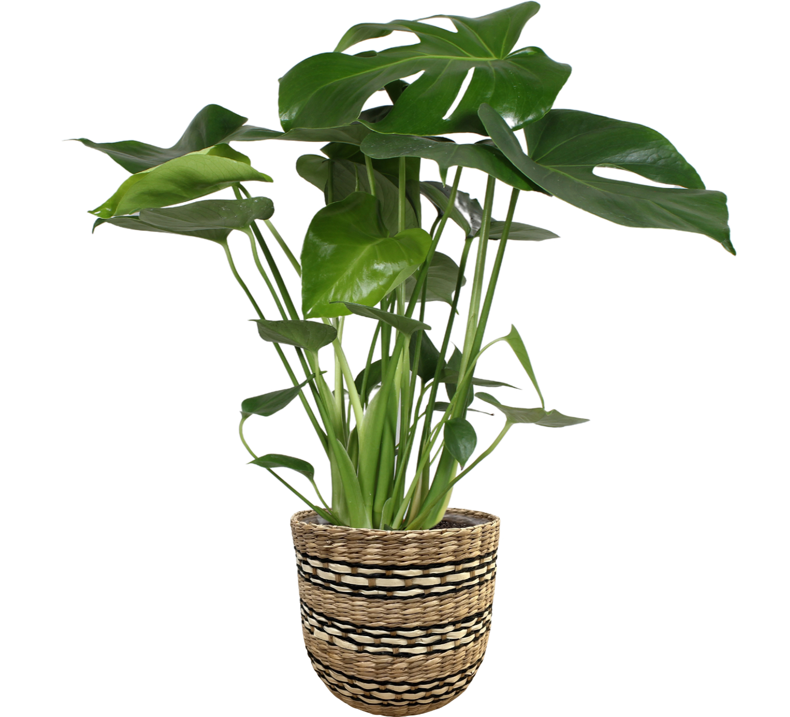 Горшечные цветы и растения оптом Monstera Deliciosa In Nairobi Basket от 3шт из Голландии с доставкой по России