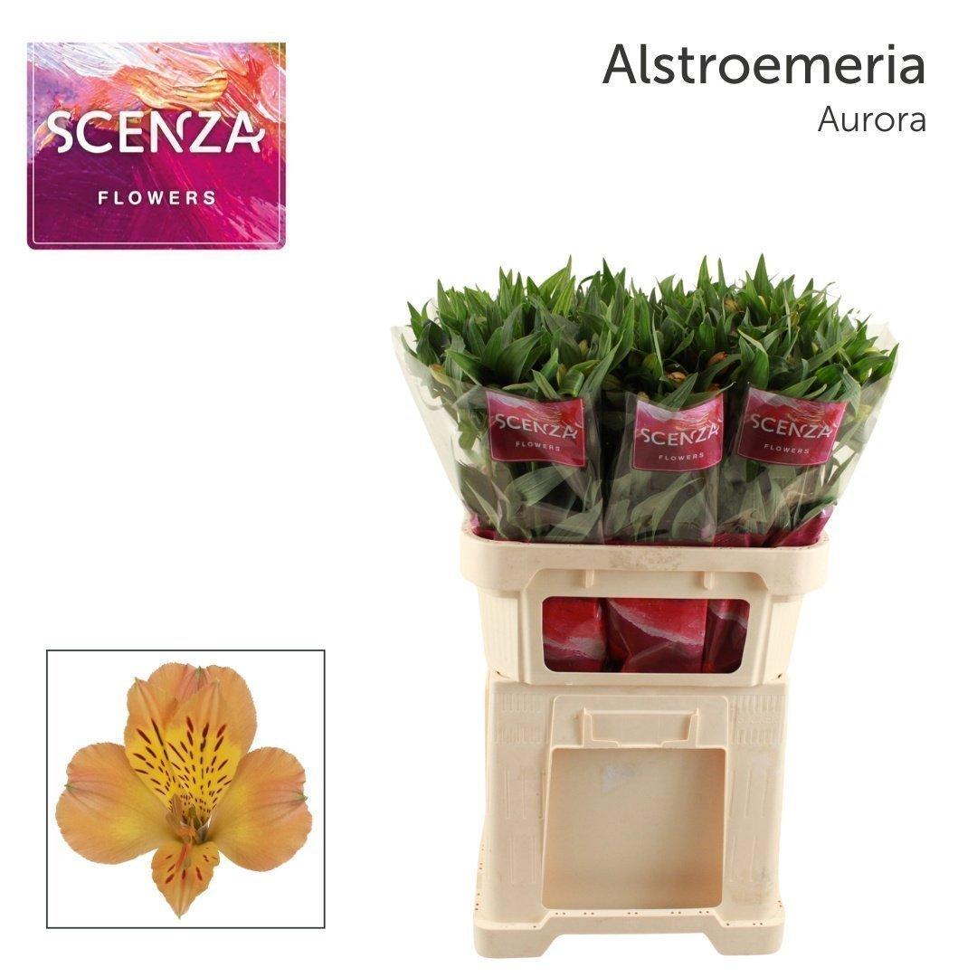 Срезанные цветы оптом Alstroemeria aurora от 60шт из Голландии с доставкой по России