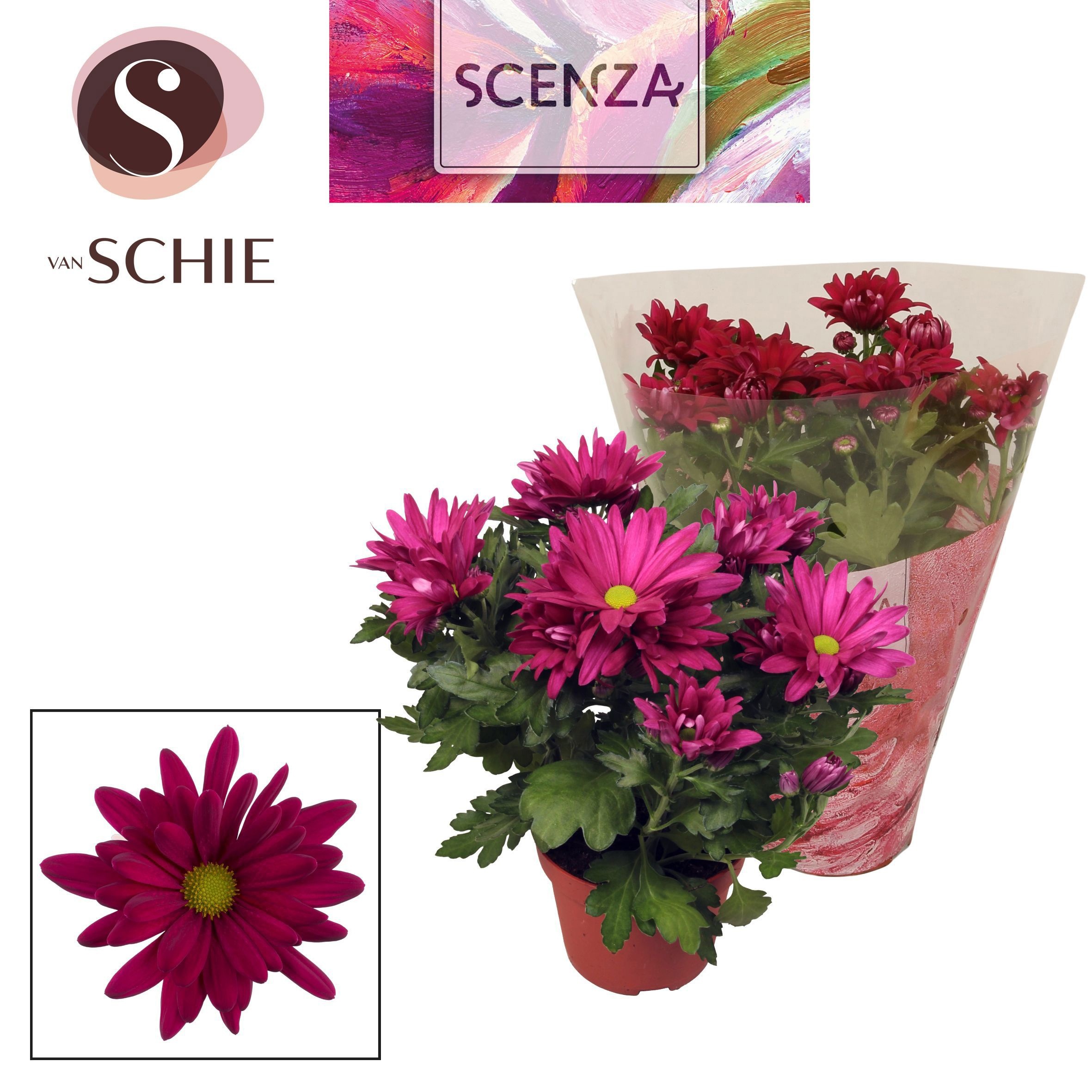 Горшечные цветы и растения оптом Chrys Margarita Purple (scenza) от 8шт из Голландии с доставкой по России