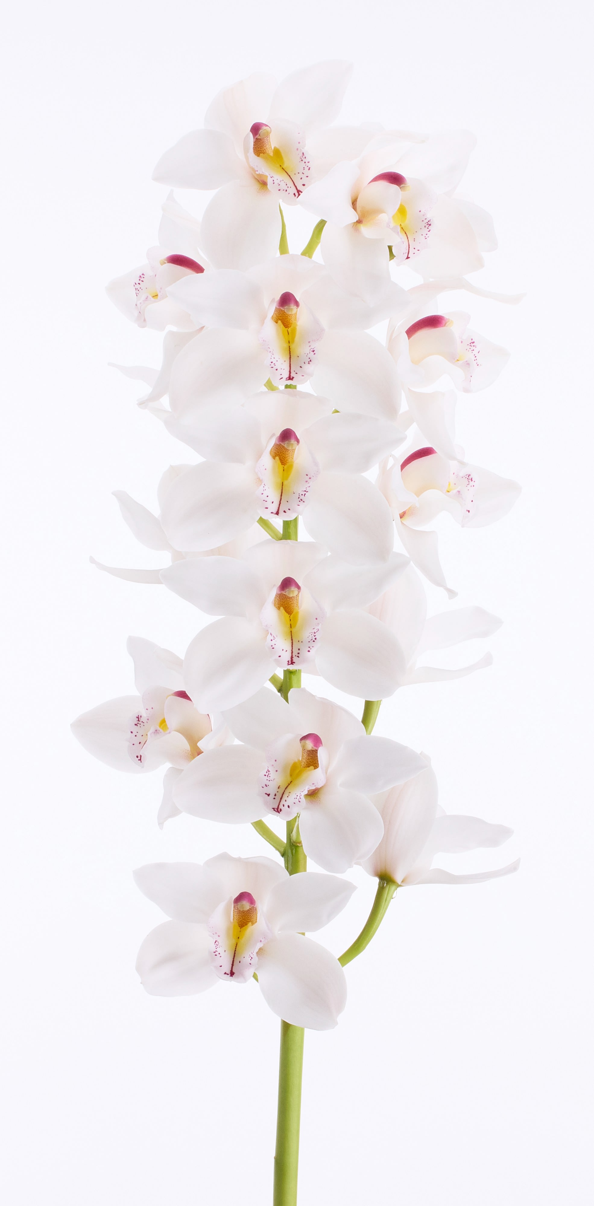 Срезанные цветы оптом Cymbidium unique wedding от 10шт из Голландии с доставкой по России