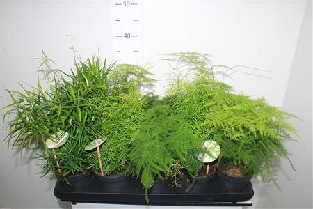 Горшечные цветы и растения оптом Asparagus Mix A от 10шт из Голландии с доставкой по России