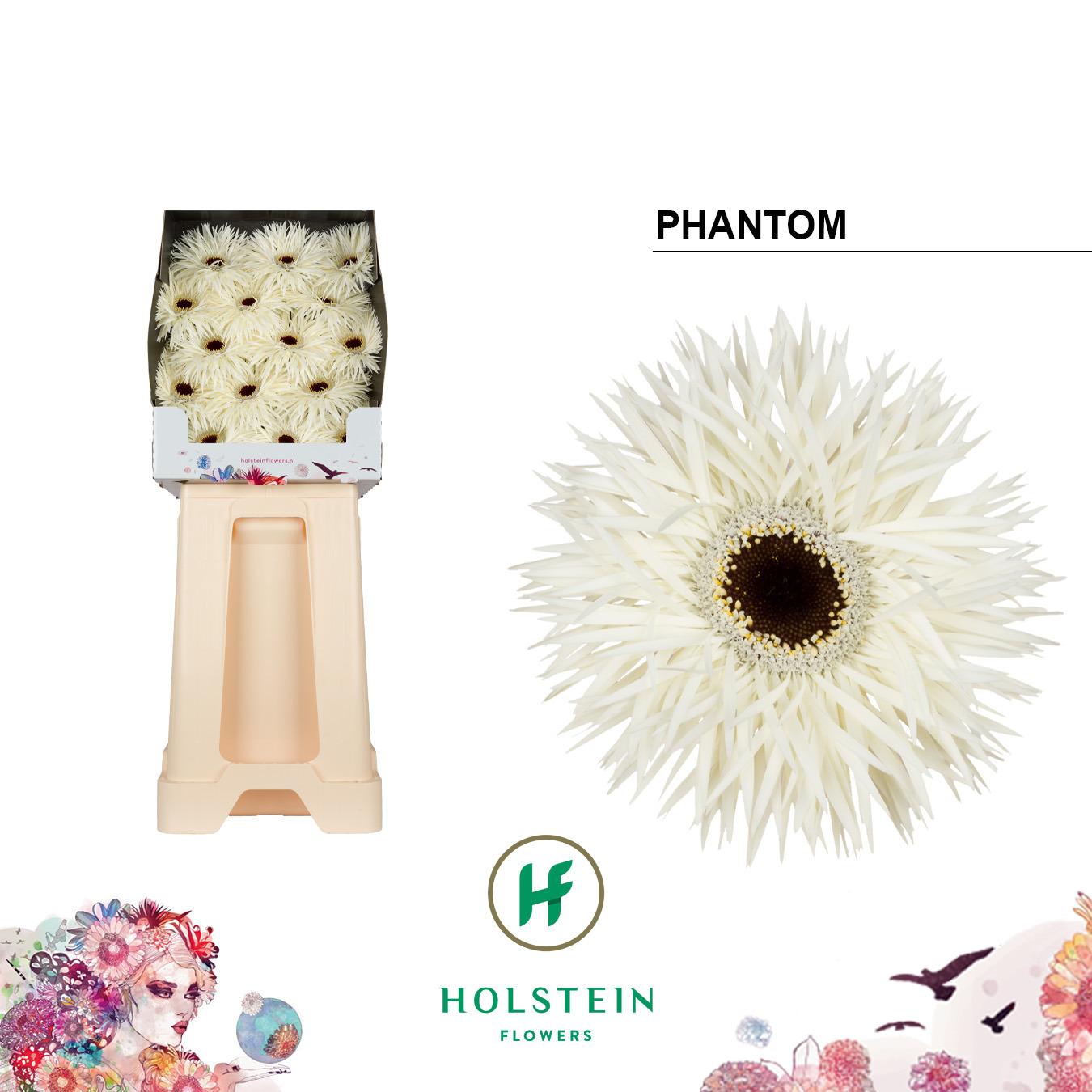 Срезанные цветы оптом Gerbera diamond phantom от 45шт из Голландии с доставкой по России