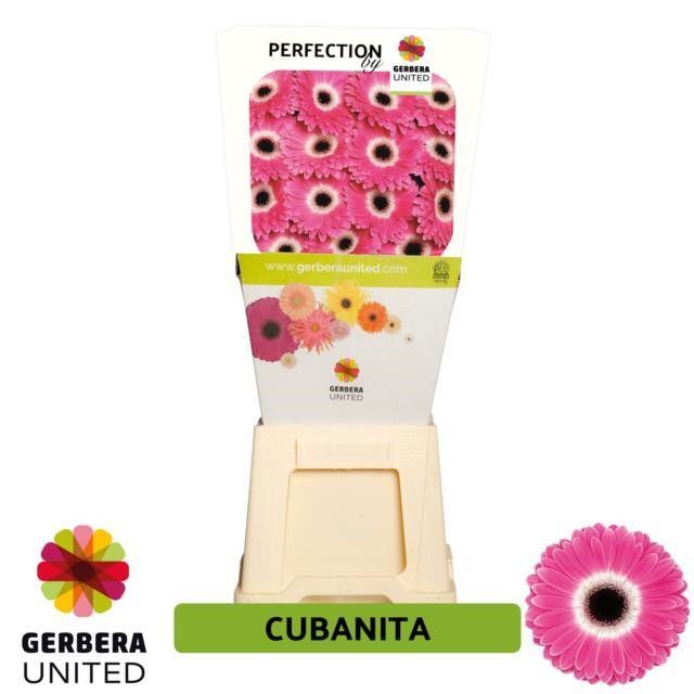 Срезанные цветы оптом Gerbera diamond cubanita от 45шт из Голландии с доставкой по России