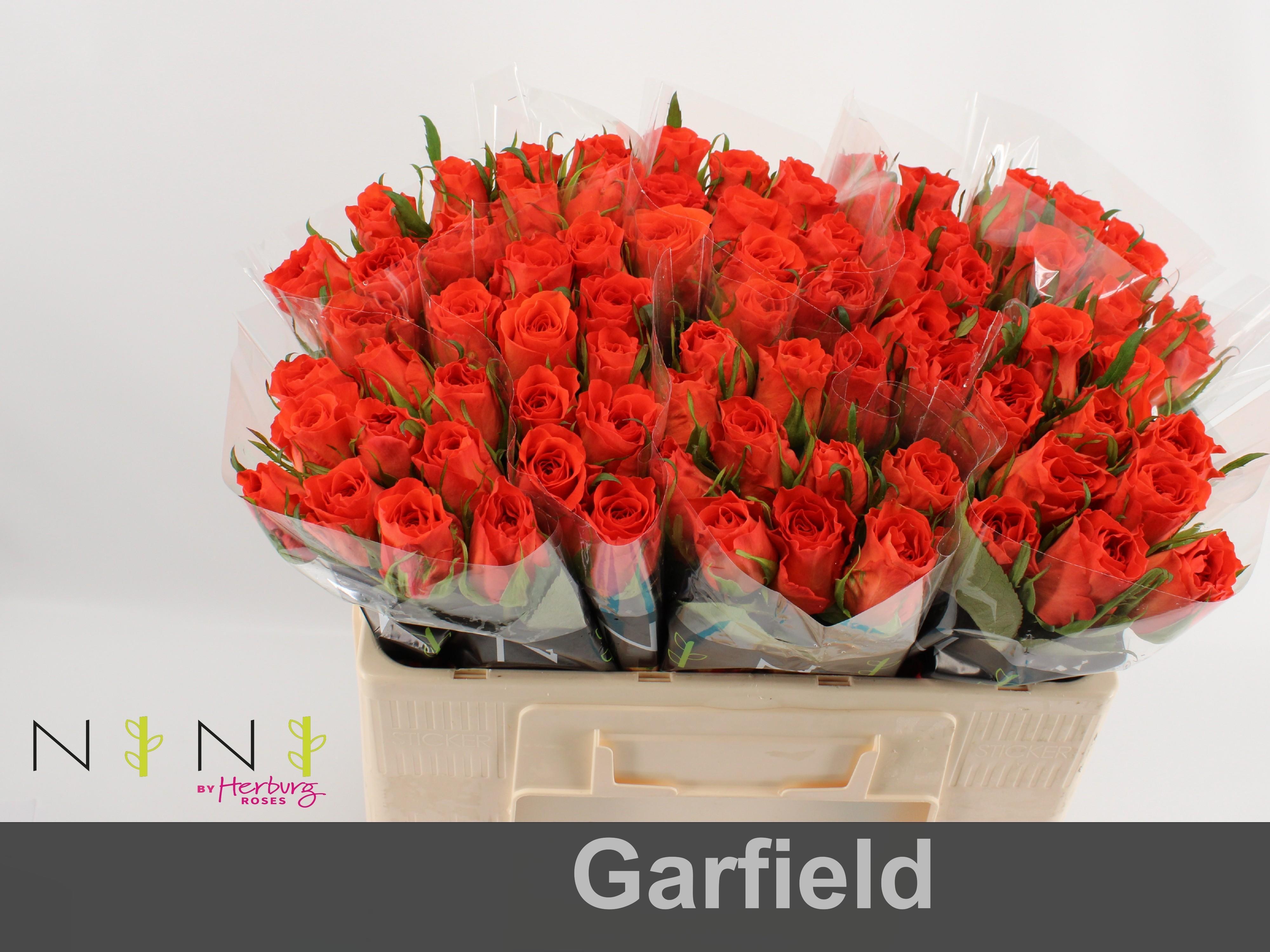 Срезанные цветы оптом Rosa large garfield+ от 60шт из Голландии с доставкой по России