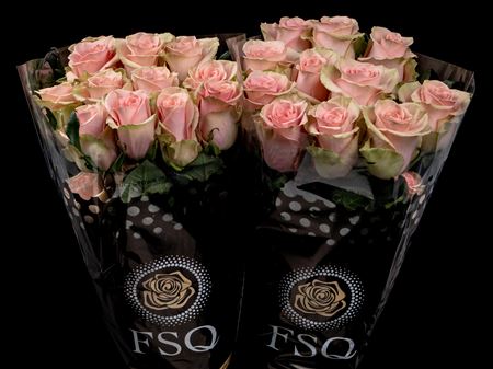 Срезанные цветы оптом Rosa ec absolute in pink от 40шт из Голландии с доставкой по России