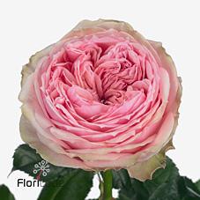 Срезанные цветы оптом Rosa garden pride of jane от 30шт из Голландии с доставкой по России