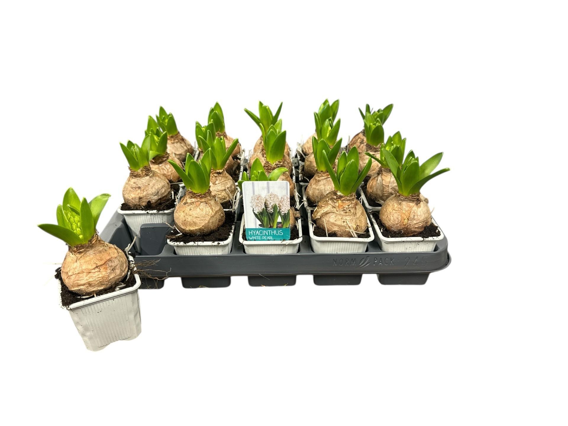 Горшечные цветы и растения оптом Hyacin White Pearl от 20шт (для телеги) из Голландии с доставкой по России