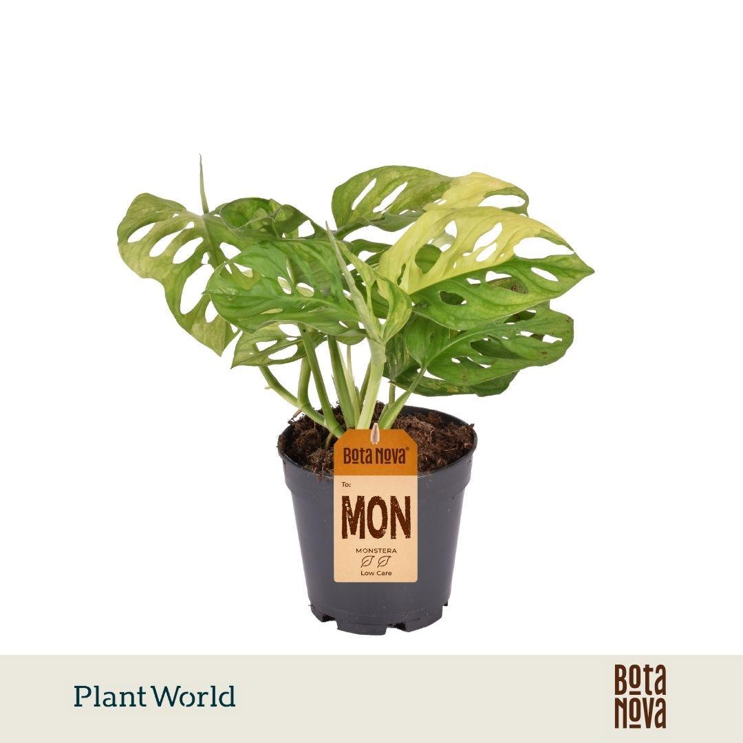 Горшечные цветы и растения оптом Monstera Variegated Aurea от 4шт из Голландии с доставкой по России