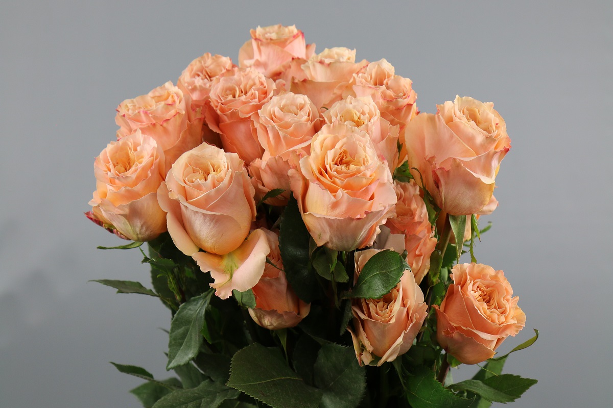 Срезанные цветы оптом Rosa ec shimmer от 40шт из Голландии с доставкой по России