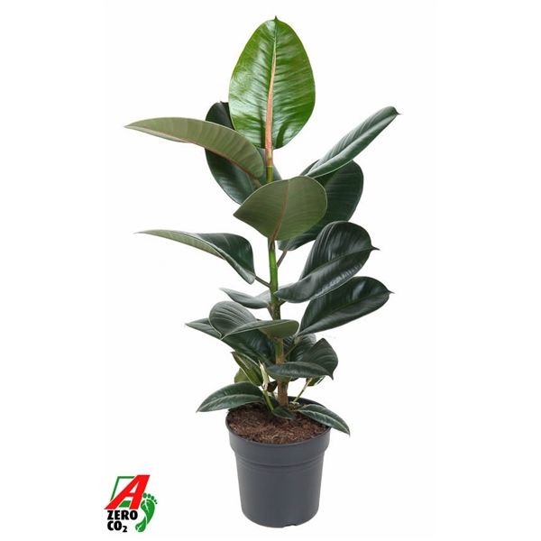 Горшечные цветы и растения оптом Ficus El Robusta 1pp от 1шт из Голландии с доставкой по России