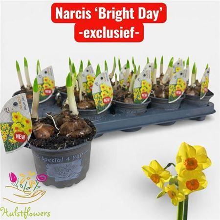 Горшечные цветы и растения оптом Narcis Bright Day 3pp от 10шт из Голландии с доставкой по России