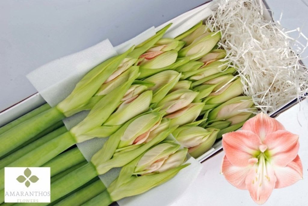 Срезанные цветы оптом Hippeastrum darling от 12шт из Голландии с доставкой по России