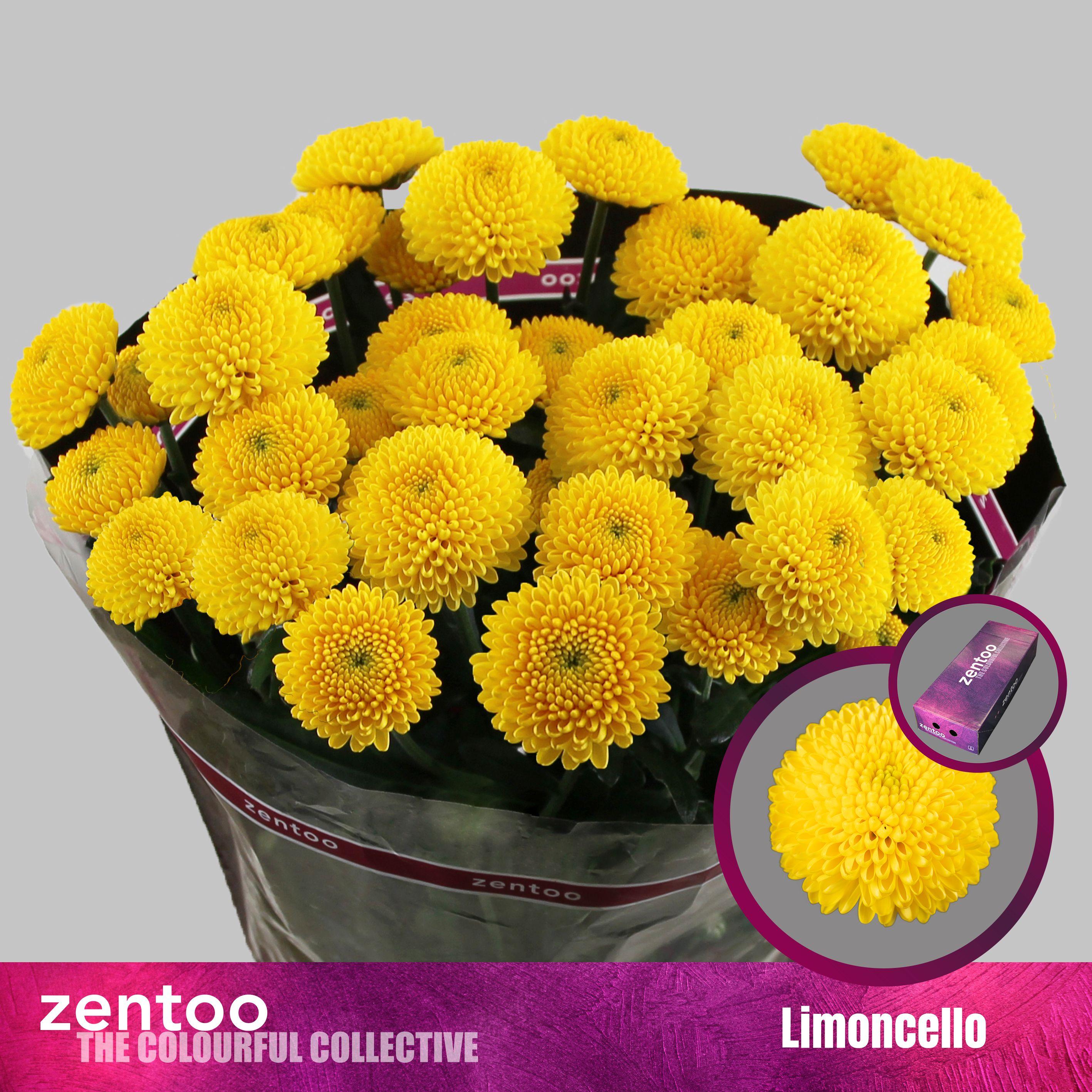 Срезанные цветы оптом Chrys sp limoncello от 160шт из Голландии с доставкой по России