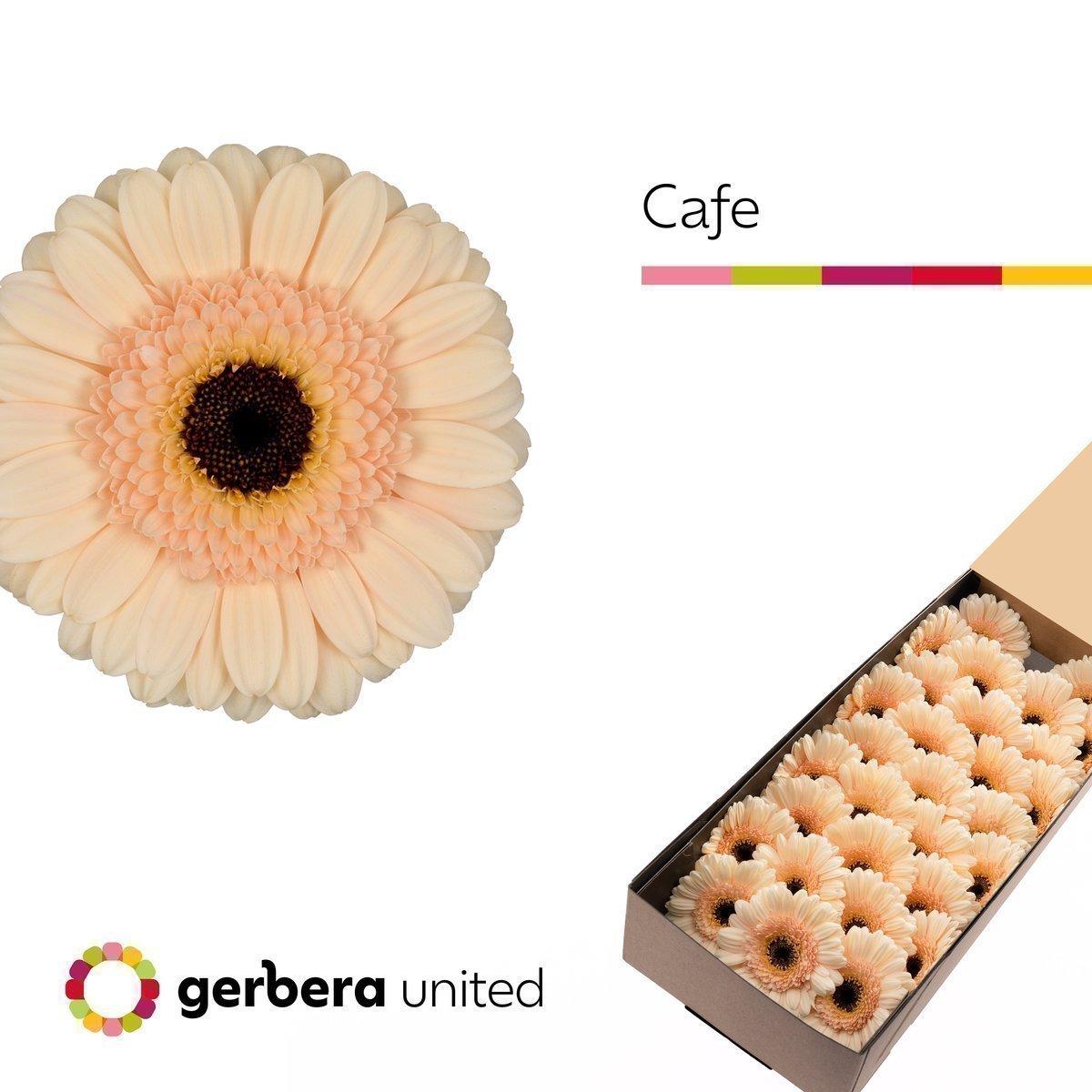 Срезанные цветы оптом Germini cafe от 30шт из Голландии с доставкой по России