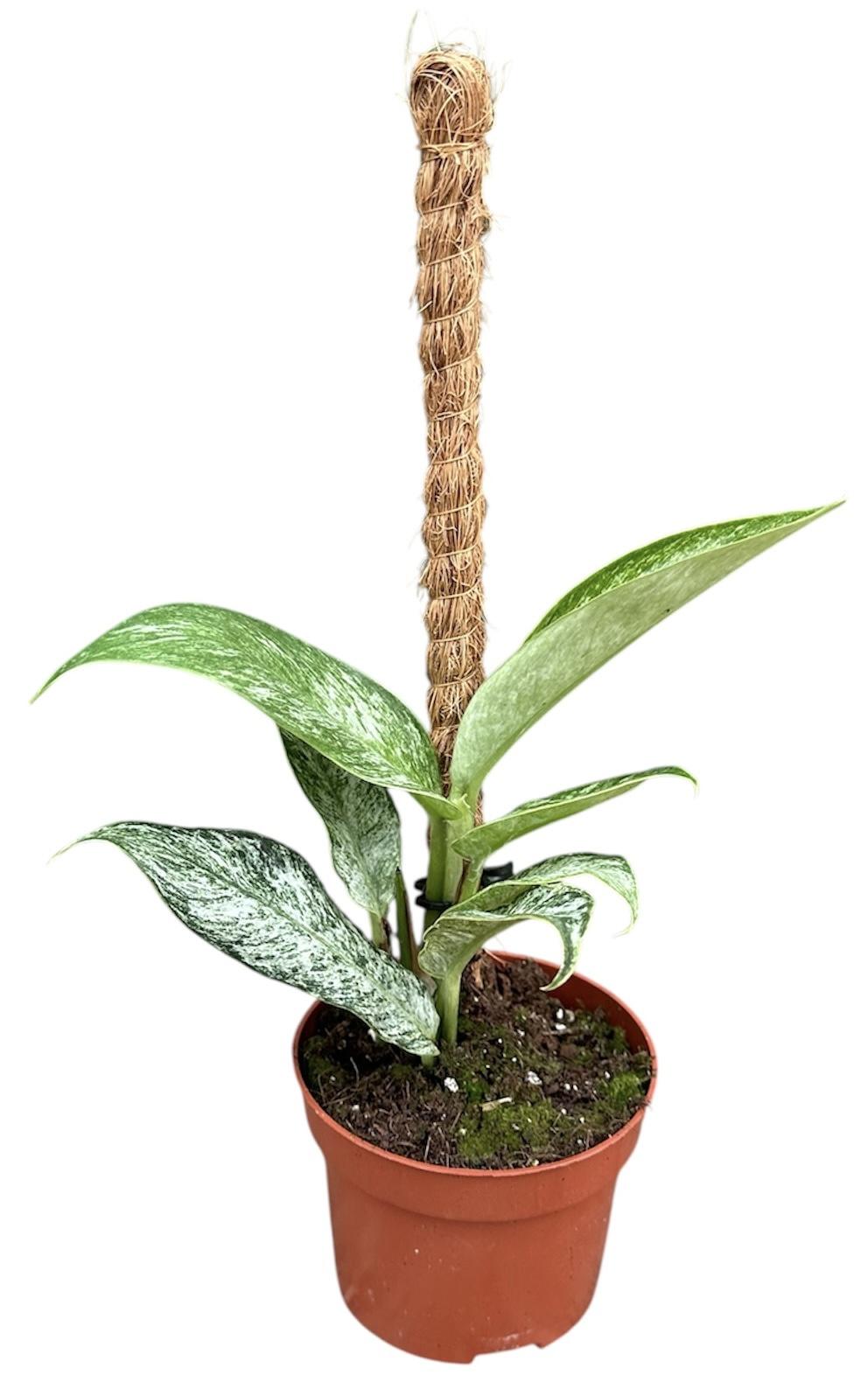 Горшечные цветы и растения оптом Rhaphidophora Elliptica Mint от 1шт из Голландии с доставкой по России