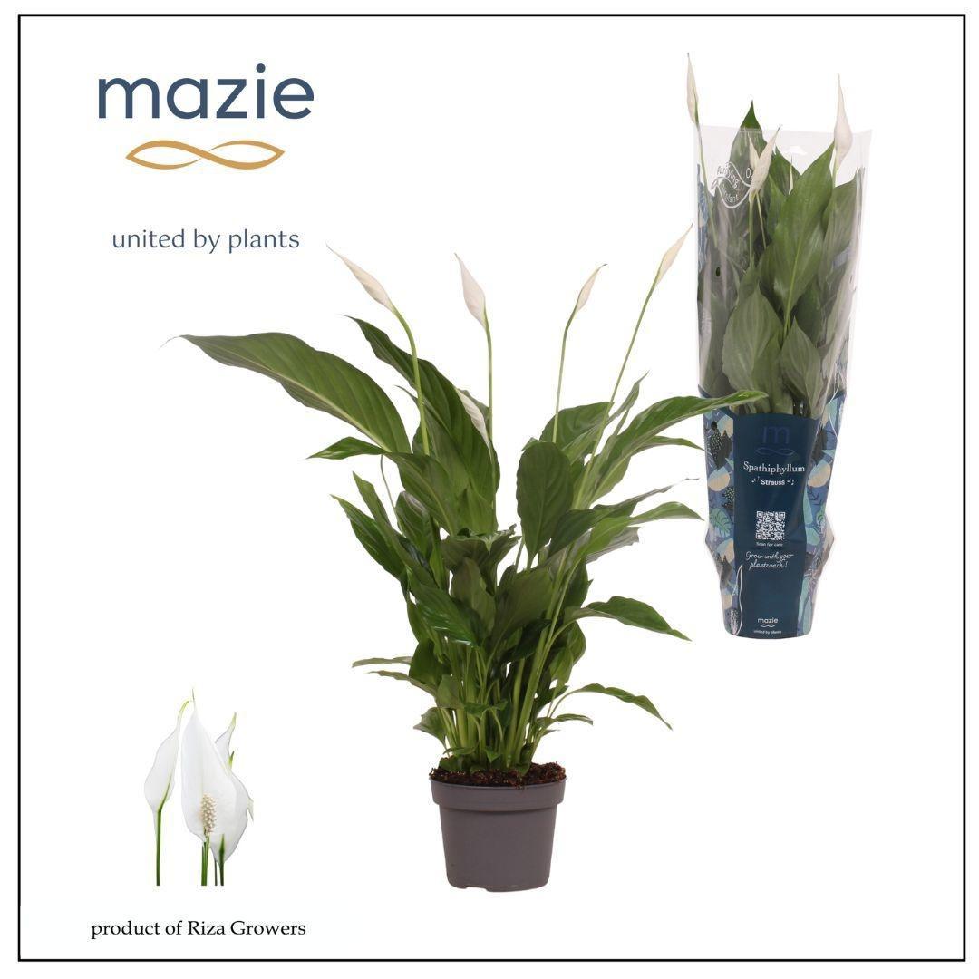 Горшечные цветы и растения оптом Spathiphyllum Strauss от 8шт из Голландии с доставкой по России