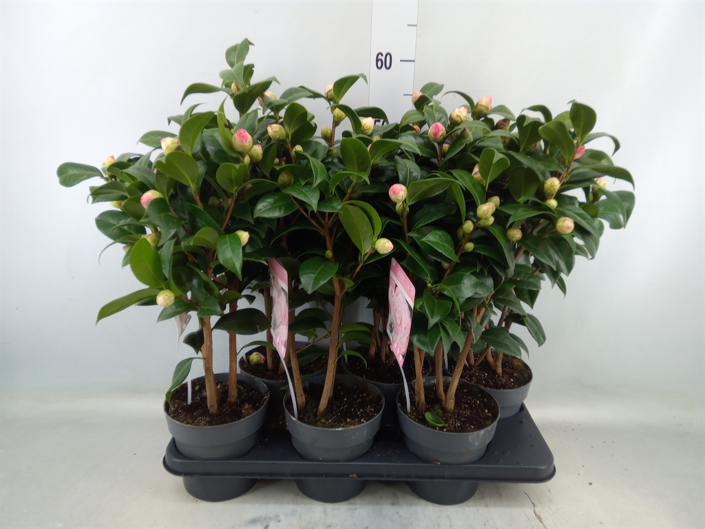 Горшечные цветы и растения оптом Camellia Japonica от 6шт из Голландии с доставкой по России