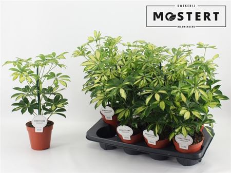 Горшечные цветы и растения оптом Schefflera Gerda от 8шт из Голландии с доставкой по России