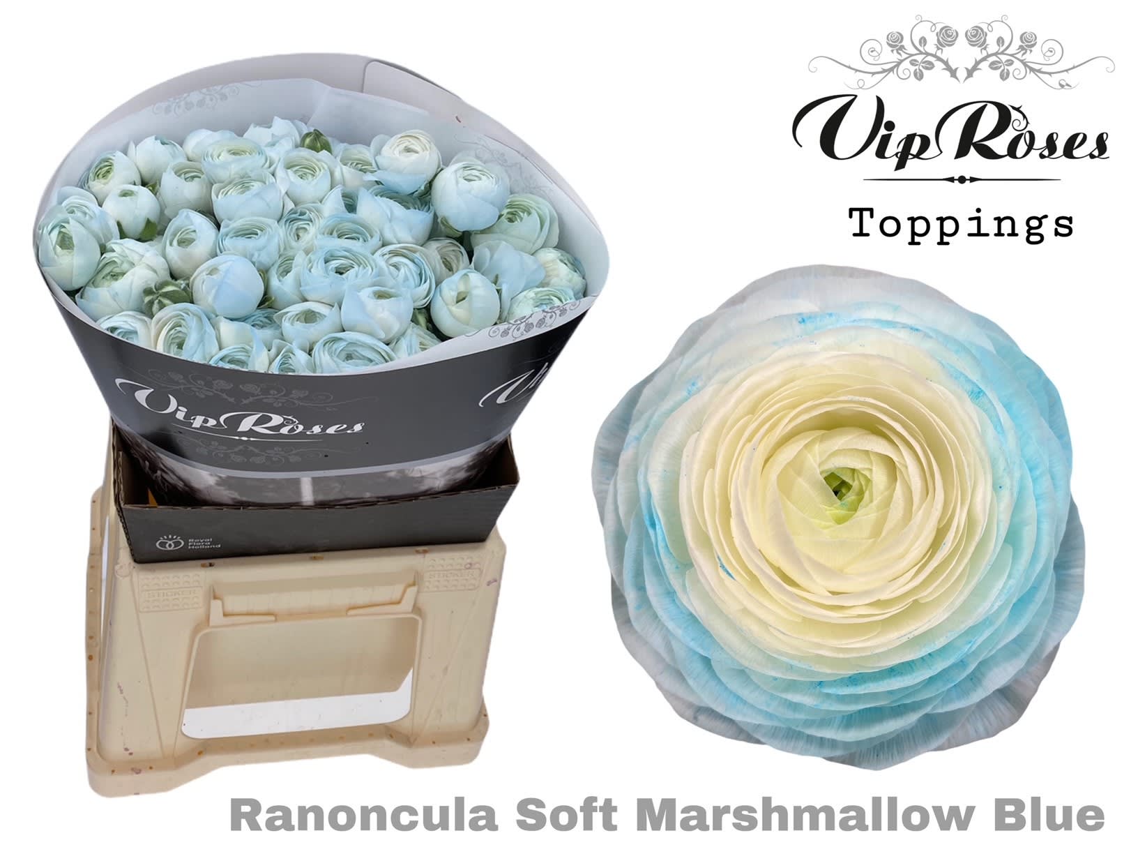 Срезанные цветы оптом Ranunculus marshmallow blue от 30шт из Голландии с доставкой по России