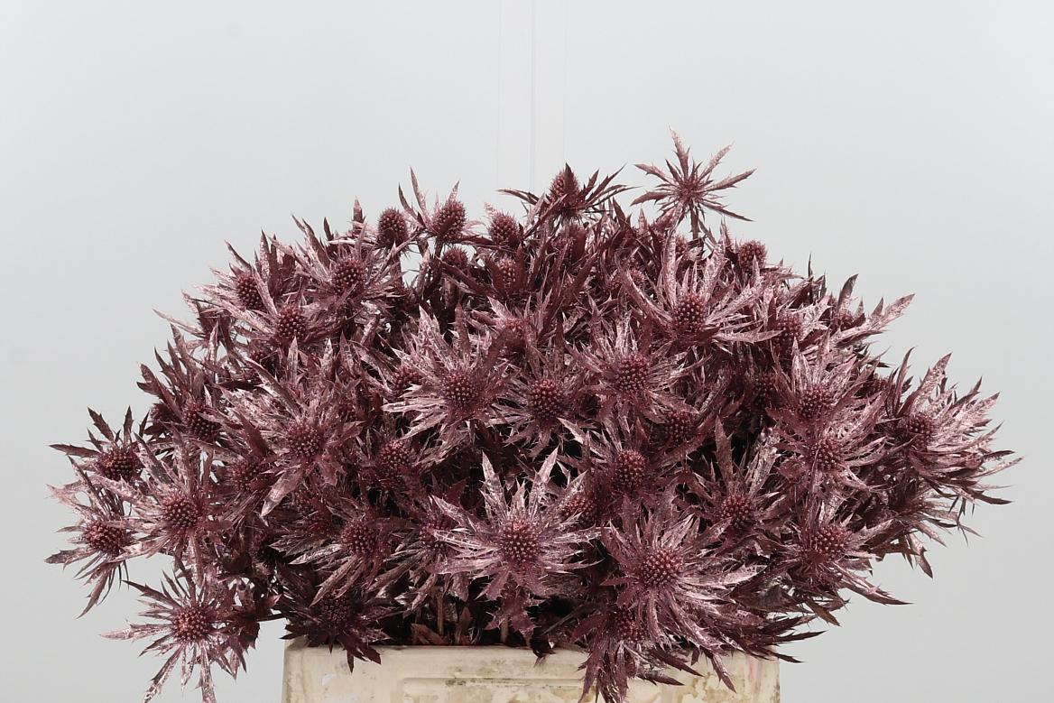 Срезанные цветы оптом Eryngium orion paint pink gold от 60шт из Голландии с доставкой по России