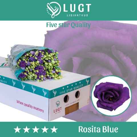 Срезанные цветы оптом Lisianthus do rosita blue от 60шт. из Голландии с доставкой по России