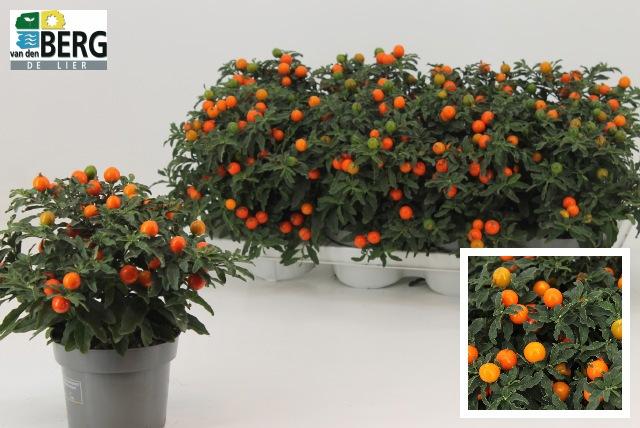 Горшечные цветы и растения оптом Solan Pseudocapsic от 8шт из Голландии с доставкой по России