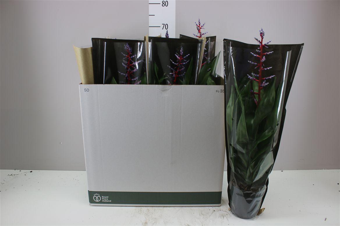 Горшечные цветы и растения оптом Aechmea Blue Rain от 7шт из Голландии с доставкой по России