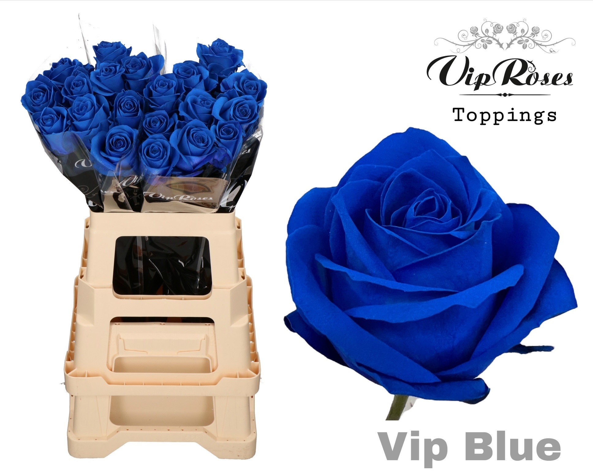 Срезанные цветы оптом Rosa large paint blue dark от 40шт из Голландии с доставкой по России