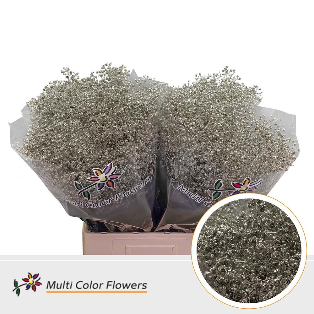 Срезанные цветы оптом Gyps large paint platinum от 100шт из Голландии с доставкой по России