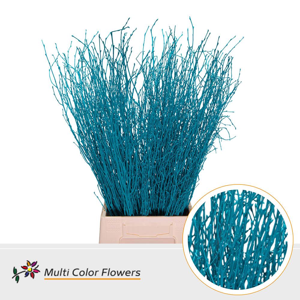 Срезанные цветы оптом Betula paint turqoise от 100шт из Голландии с доставкой по России