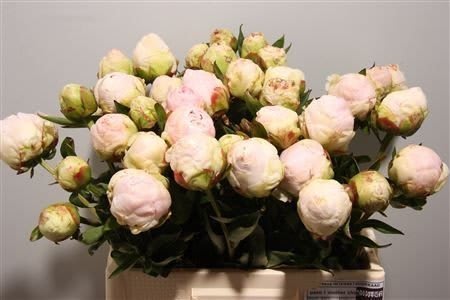 Срезанные цветы оптом Paeonia mothers choice от 50шт из Голландии с доставкой по России