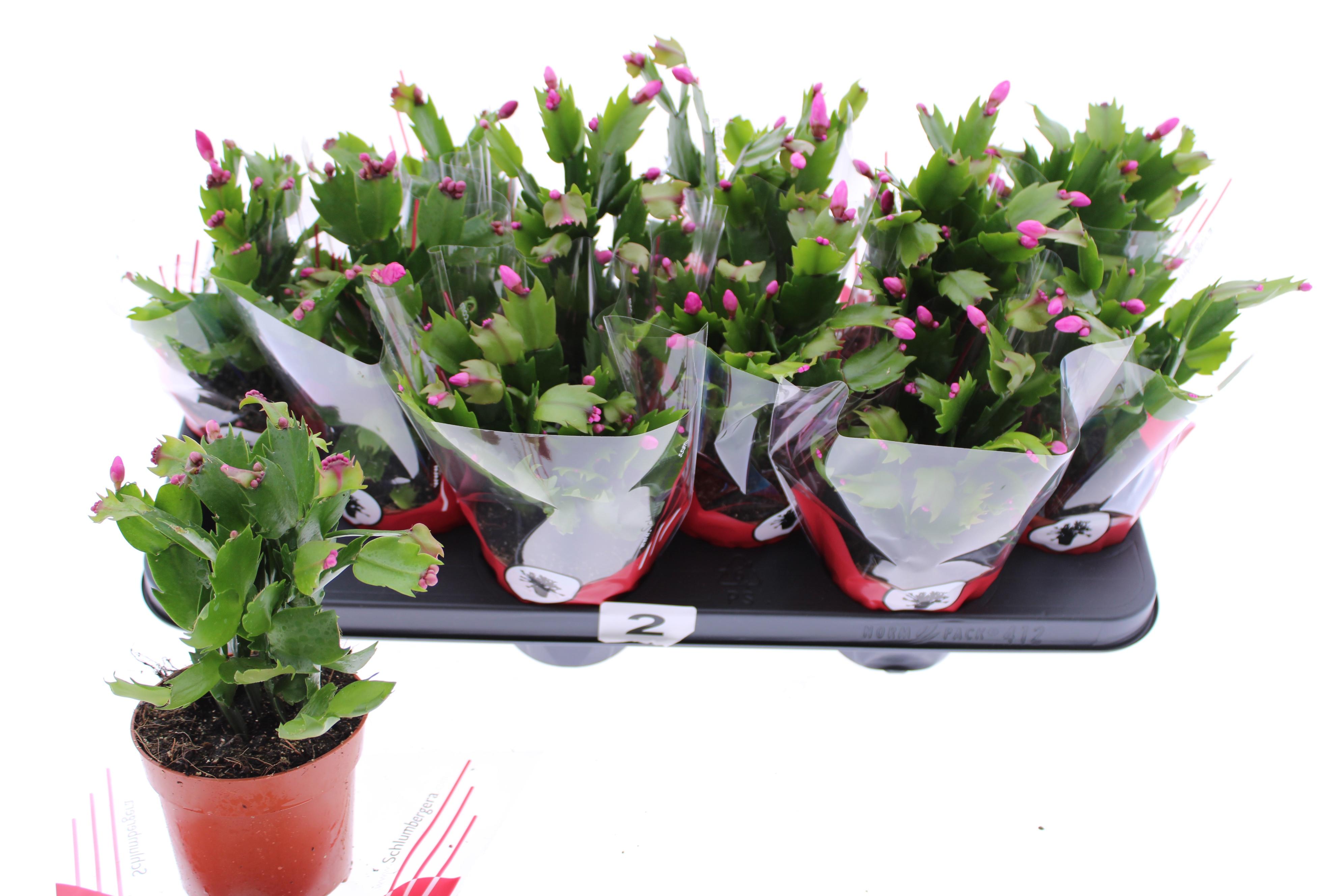 Горшечные цветы и растения оптом Schlumb Ov от 12шт из Голландии с доставкой по России