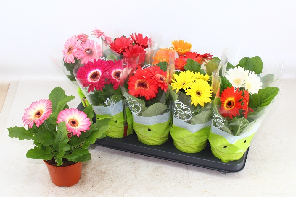 Горшечные цветы и растения оптом Ger Gem от 10шт (для телеги) из Голландии с доставкой по России