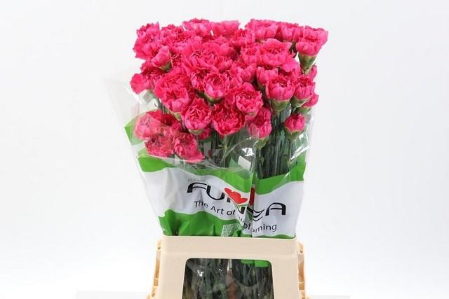 Срезанные цветы оптом Dianthus st oviedo от 80шт из Голландии с доставкой по России