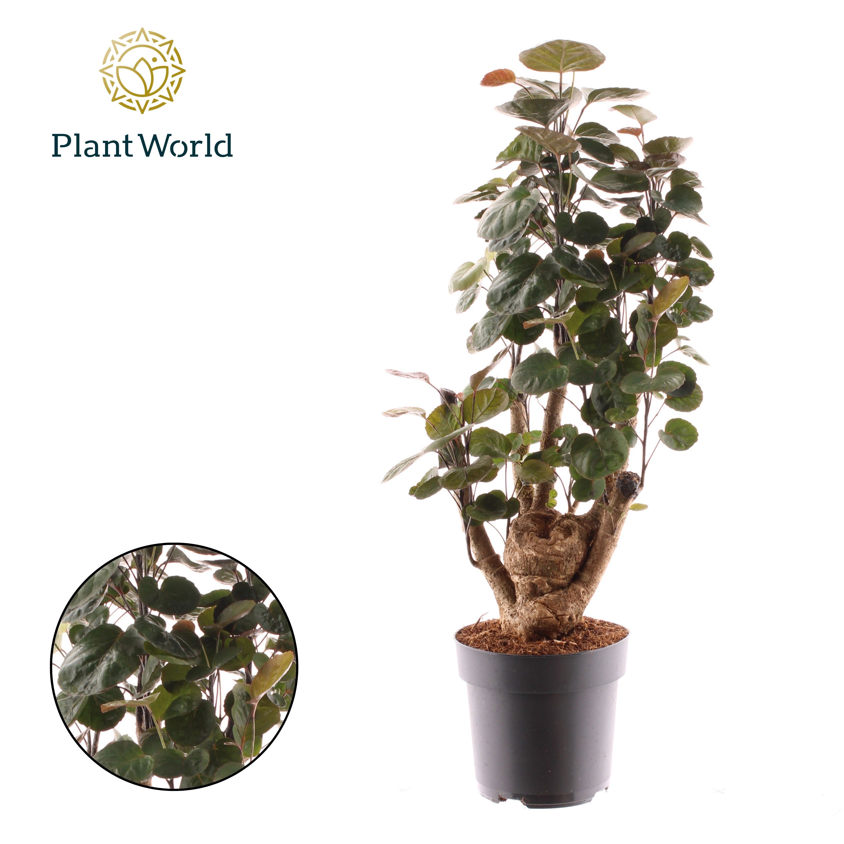 Горшечные цветы и растения оптом Polyscias Fabian Vertakt от 6шт из Голландии с доставкой по России