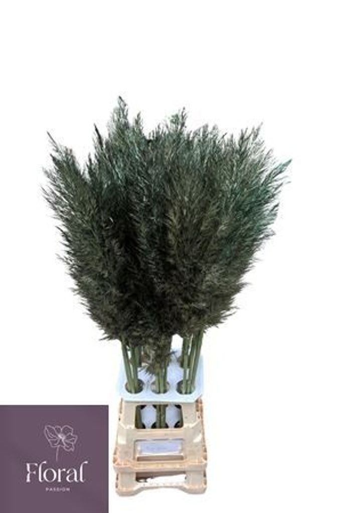 Срезанные цветы оптом Cortaderia paint black от 30шт из Голландии с доставкой по России