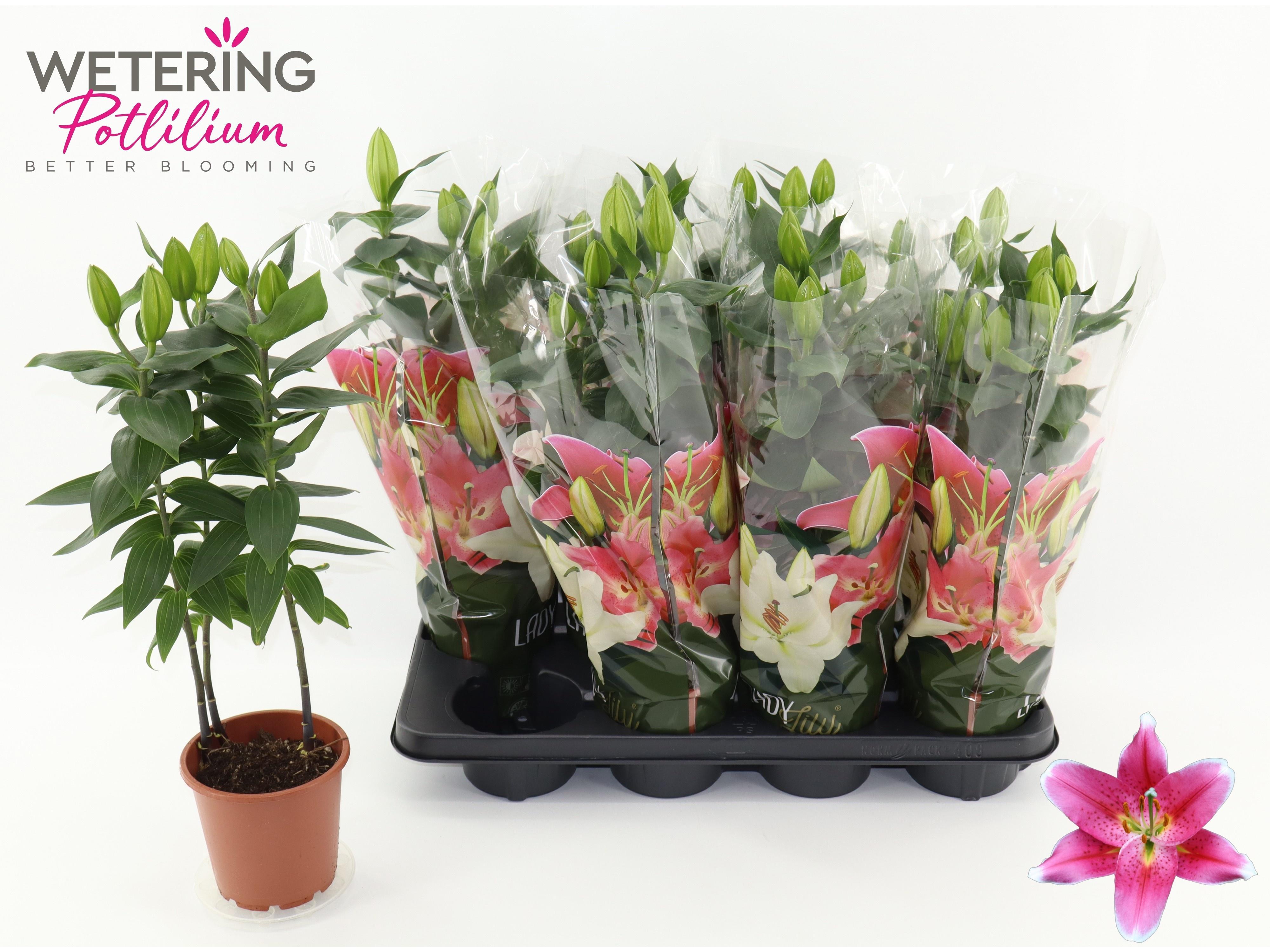 Горшечные цветы и растения оптом Lil Or Sunny Robyn от 8шт из Голландии с доставкой по России