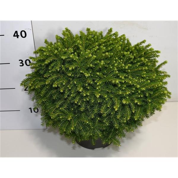 Горшечные цветы и растения оптом Picea Abies Little Gem от 1шт из Голландии с доставкой по России