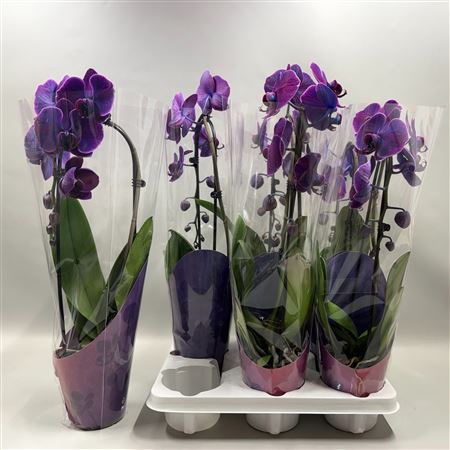 Горшечные цветы и растения оптом Phal**paint** El Cascade 1 Branche 9+ от 8шт из Голландии с доставкой по России