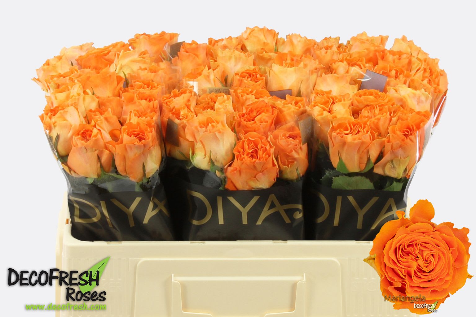 Срезанные цветы оптом Rosa large mariangela+ от 60шт из Голландии с доставкой по России