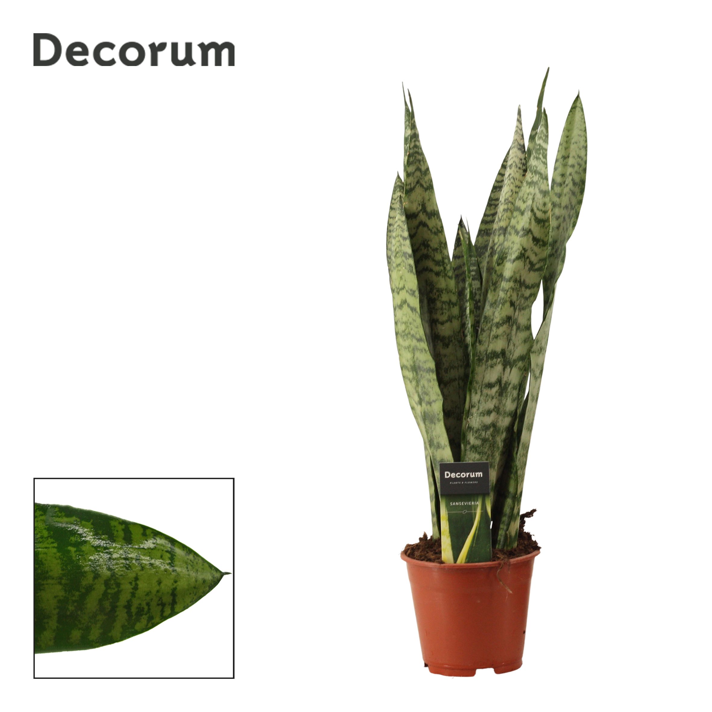 Горшечные цветы и растения оптом Sansevieria Zeylanica Regular (decorum) от 7шт из Голландии с доставкой по России