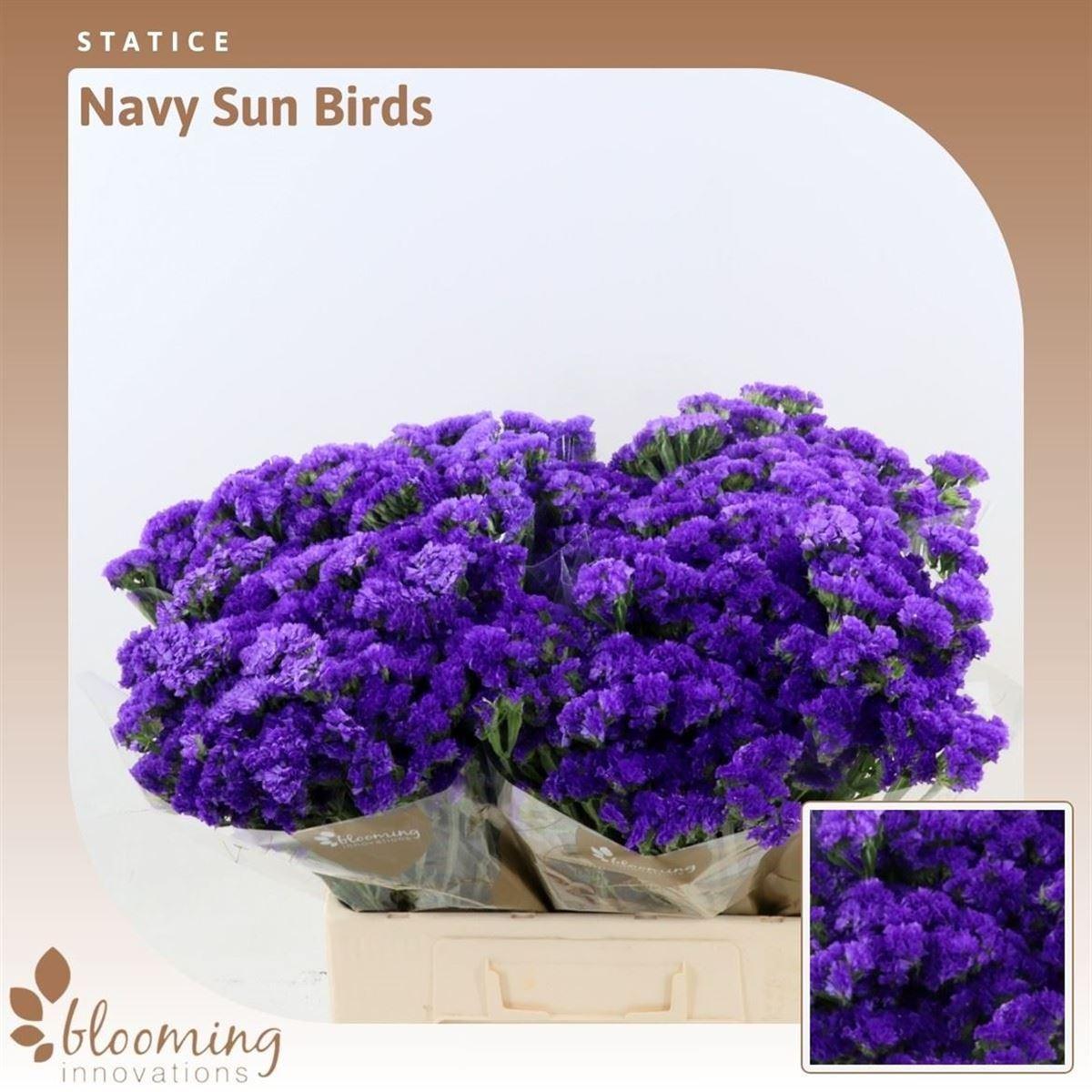 Срезанные цветы оптом Statice navy sun birds от 100шт из Голландии с доставкой по России