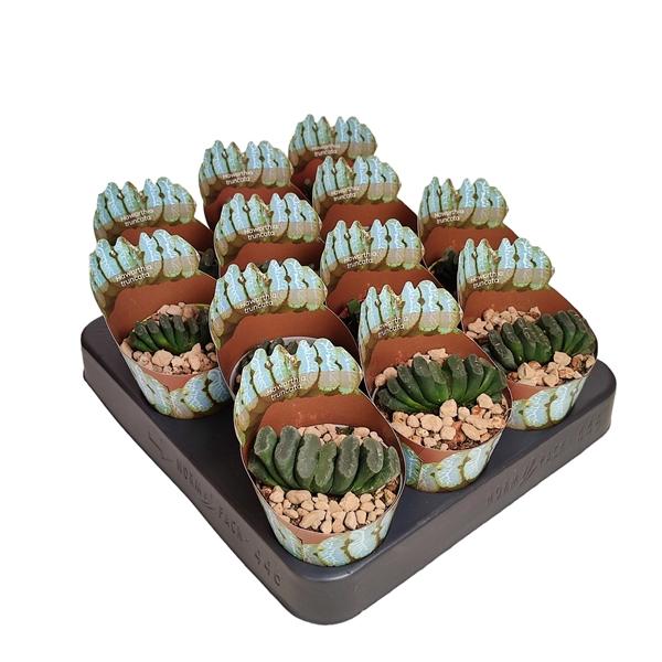 Горшечные цветы и растения оптом Haworthia Truncata Potcover от 12шт (для телеги) из Голландии с доставкой по России