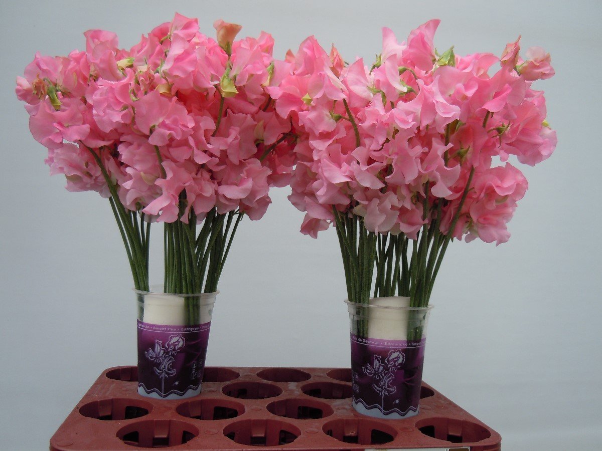 Срезанные цветы оптом Lathyrus winter sunshine pink от 100шт из Голландии с доставкой по России