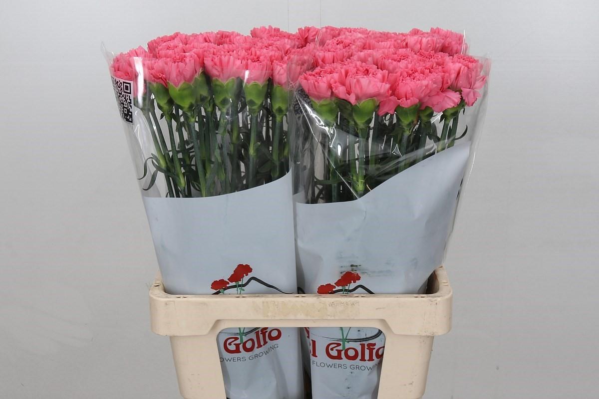 Срезанные цветы оптом Dianthus st cerisier от 80шт из Голландии с доставкой по России